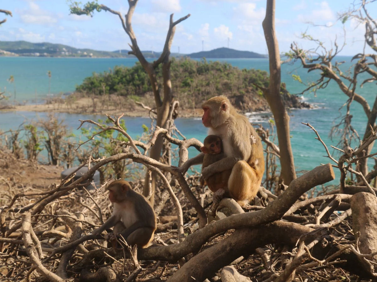 A ilha porto-riquenha governada por 1.700 macacos