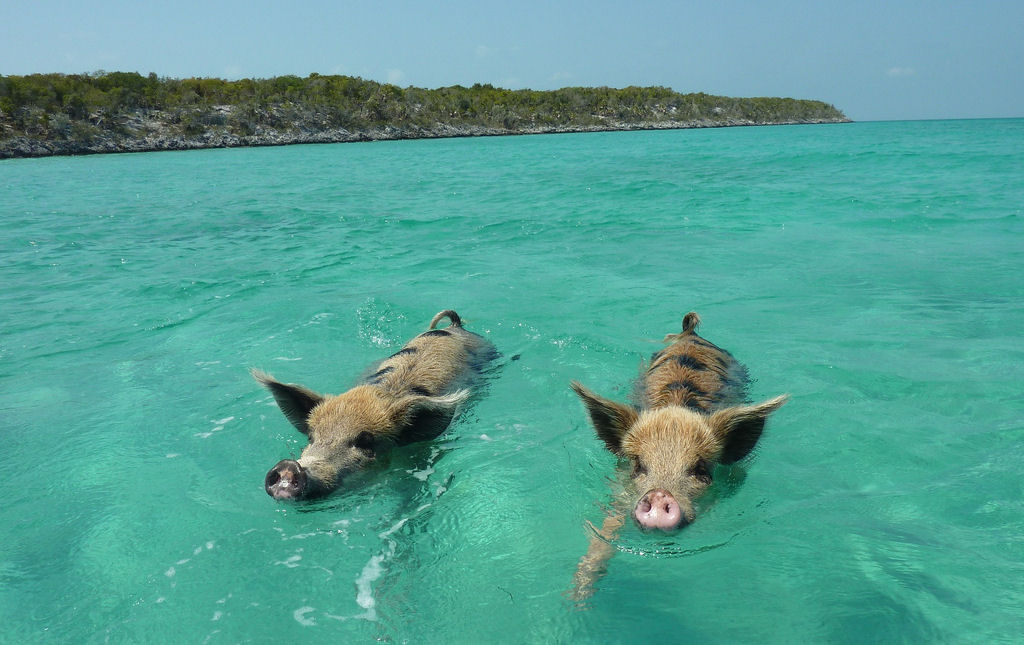 Únicos habitantes de ilha das Bahamas são porcos