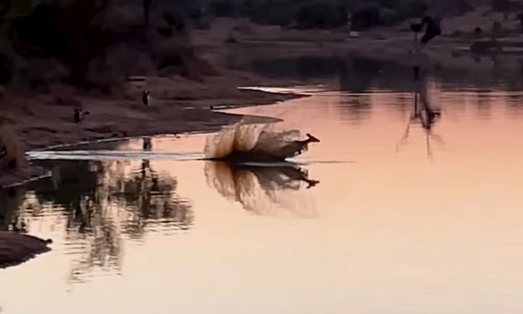 Antílope sobrevive esquivando-se de mabecos ao atravessar uma lagoa com crocodilos