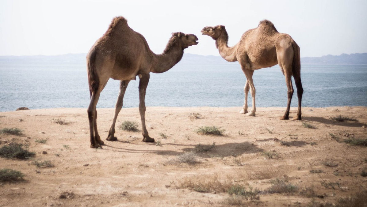 Apesar da perda de mais de um bilho de animais nos incndios, Austrlia vai eliminar mais 10 mil camelos selvagens