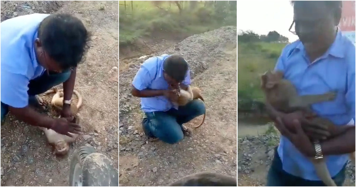 Indiano salva macaco atacado por cães com respiração boca a boca