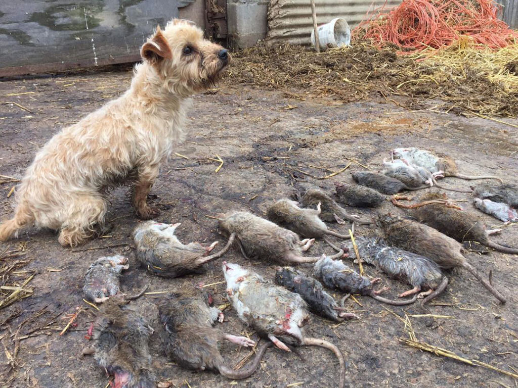 Matilha de oito ces extermina 730 ratos em apenas sete horas