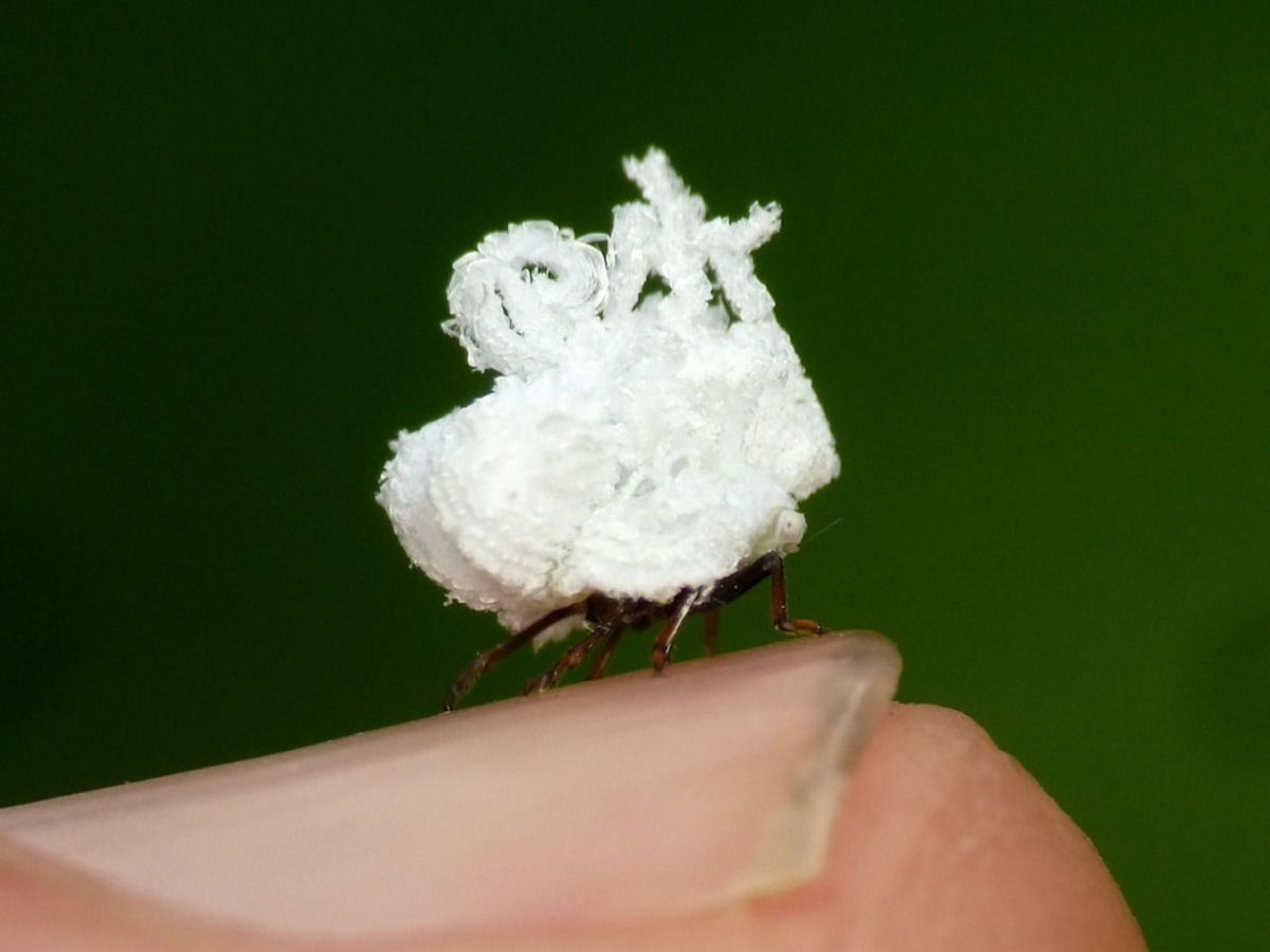 Pequeno inseto amaznico parece uma pipoca ambulante