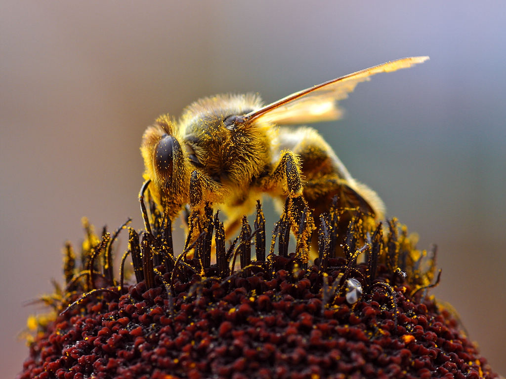 As abelhas podem aprender como os humanos?