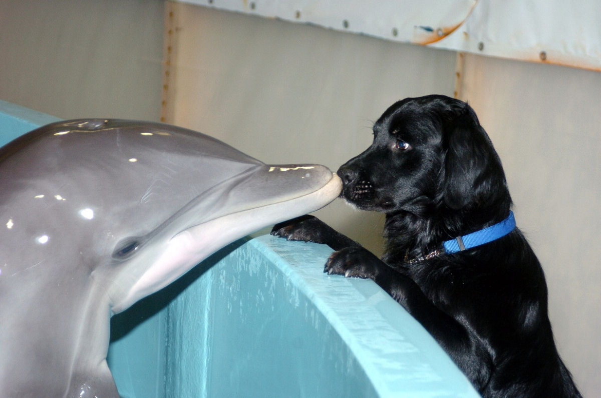 Quem são mais inteligentes, os cães ou os golfinhos?