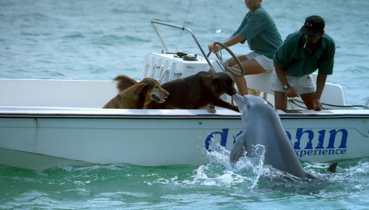 Quem são mais inteligentes, os cães ou os golfinhos?