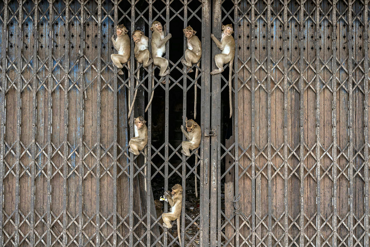 Como vive hoje a cidade tailandesa que foi invadida por mais de 8 mil macacos