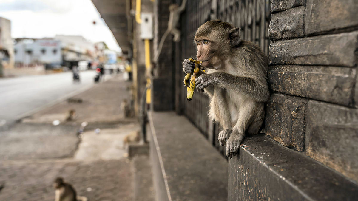 Como vive hoje a cidade tailandesa que foi invadida por mais de 8 mil macacos