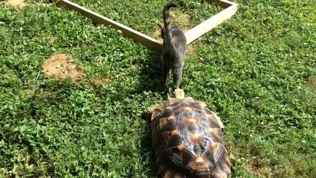 Jabuti persegue persistentemente uma gata esquiva em um quintal