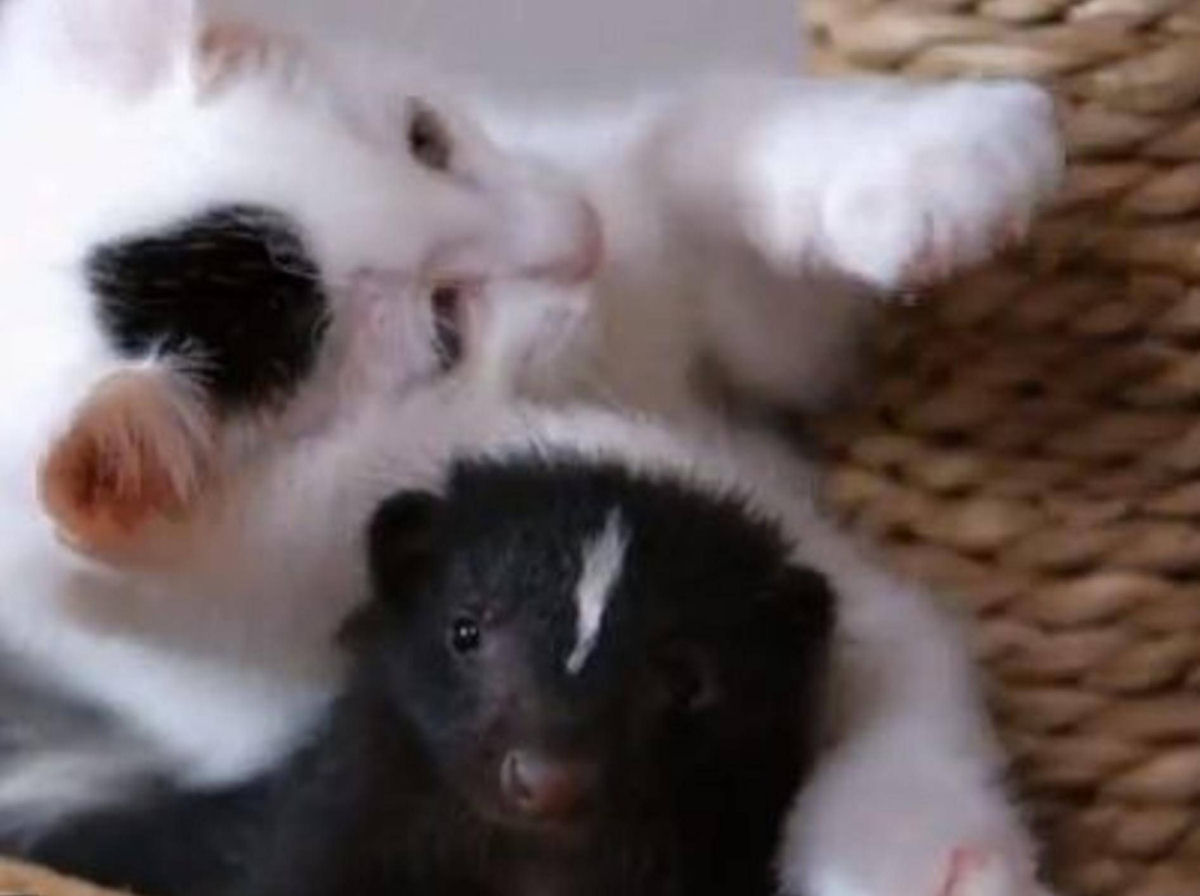 Gata preta e branca e seus gatinhos adotam filhote de jacarambeva