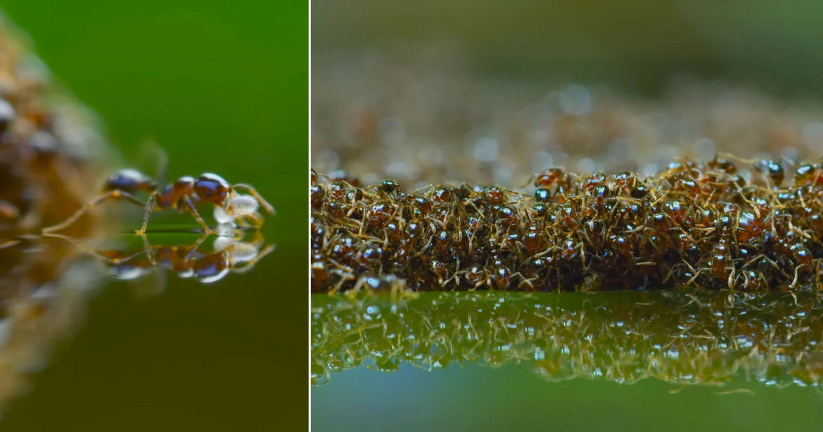 Imagens da vida selvagem mostram formigas-de-fogo construindo uma jangada para ficarem juntas