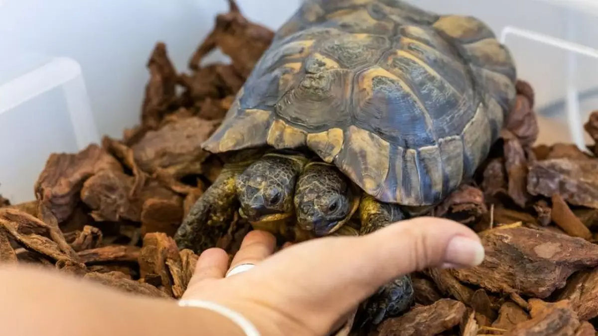 Janus, a tartaruga de duas cabeas, completou 25 anos