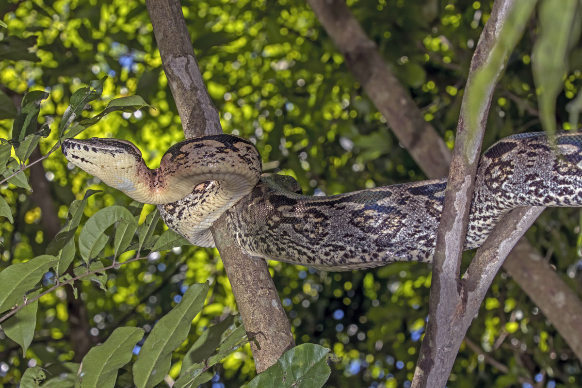 Mas o que diabos faz uma jibia em cima de uma rvore em Madagascar?