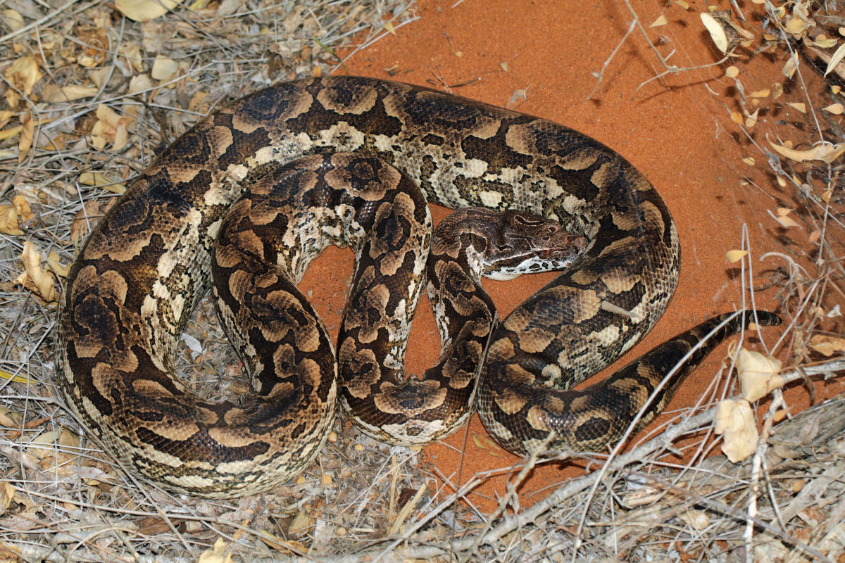 Mas o que diabos faz uma jibia em cima de uma rvore em Madagascar?