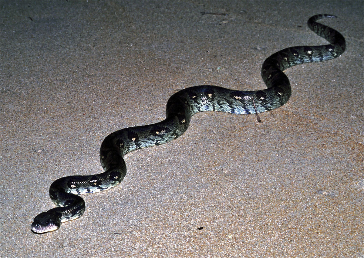 Mas o que diabos faz uma jibia em cima de uma rvore em Madagascar?