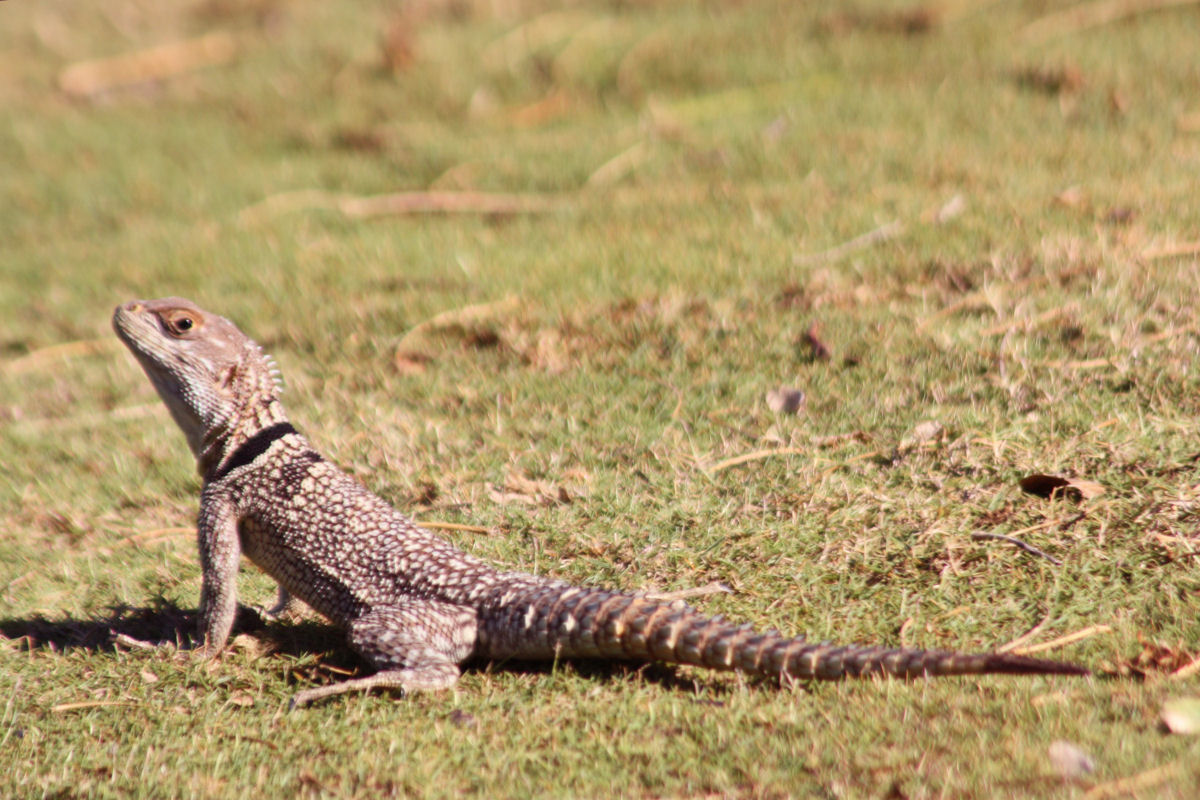 Mas o que diabos faz uma jibia em cima de uma rvore em Madagascar?