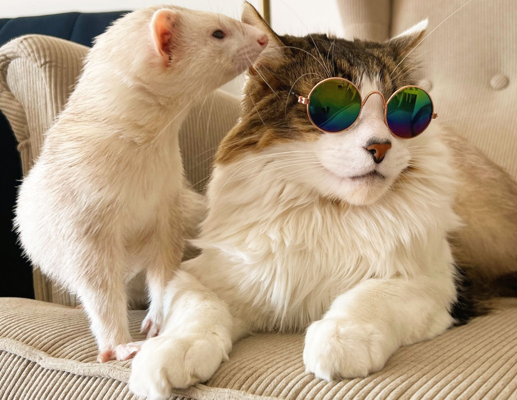 Cinco fur�es travessos cercam carinhosamente seu irm�o felino ao mesmo tempo