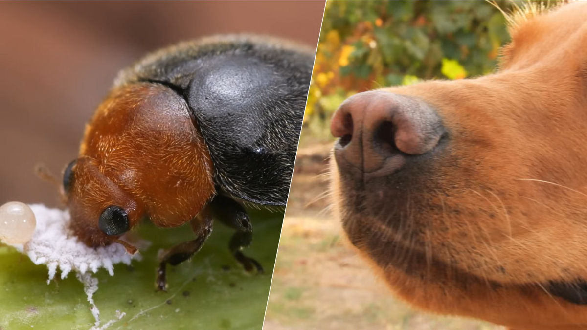 Para controlar praga, viticultores contam com a ajuda de joaninhas e ces