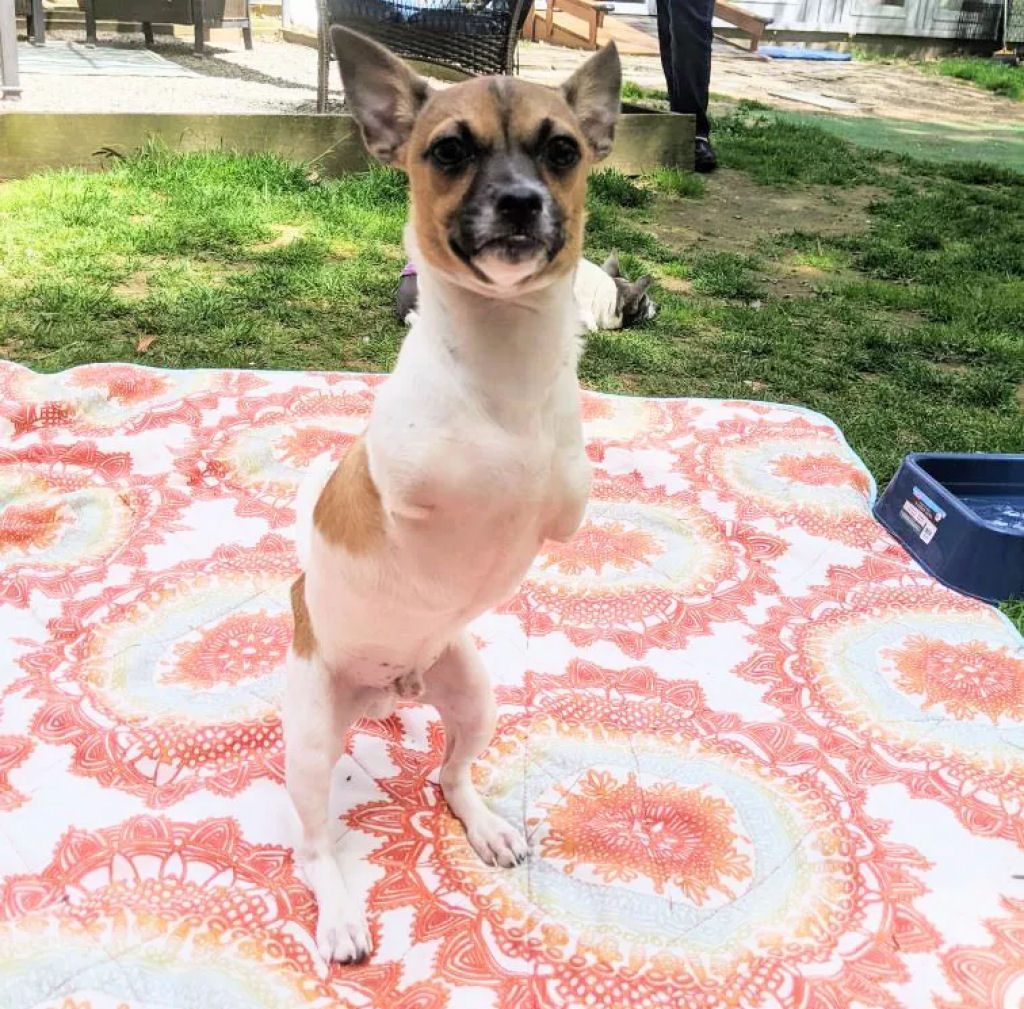 Cozinho feliz nascido sem patas dianteiras d conforto a ces idosos