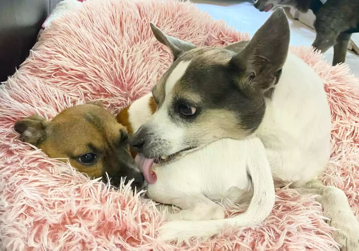 Cozinho feliz nascido sem patas dianteiras d conforto a ces idosos