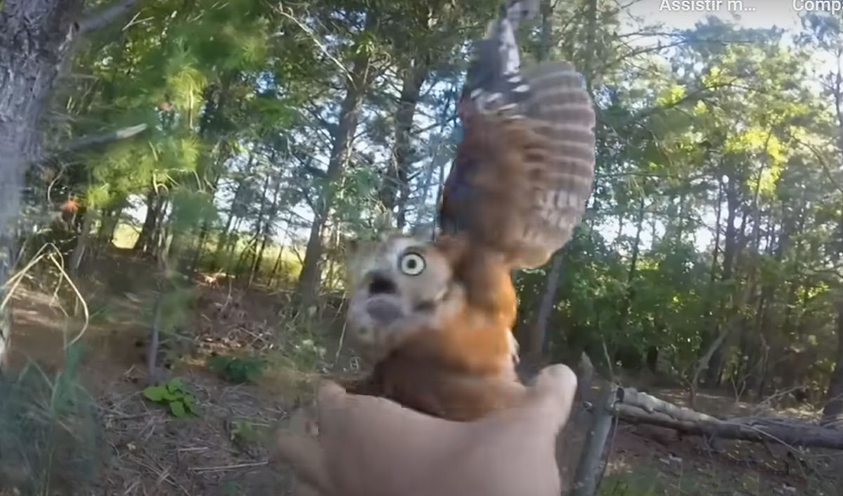 Homem compassivo desembaraça coruja presa a uma linha de pesca