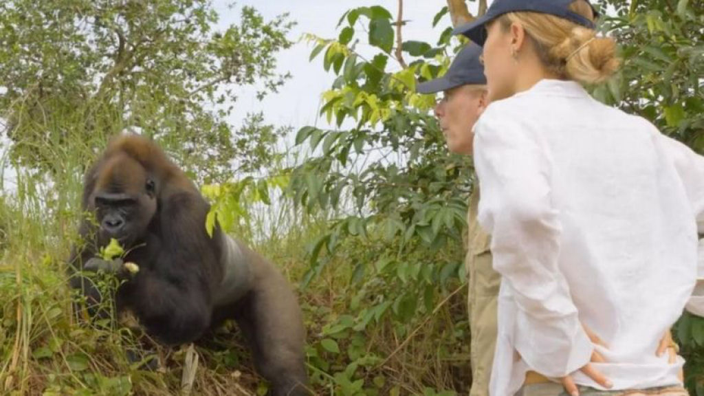 Após 13 anos, gorila criado em zoo enfim conhece a vida na natureza