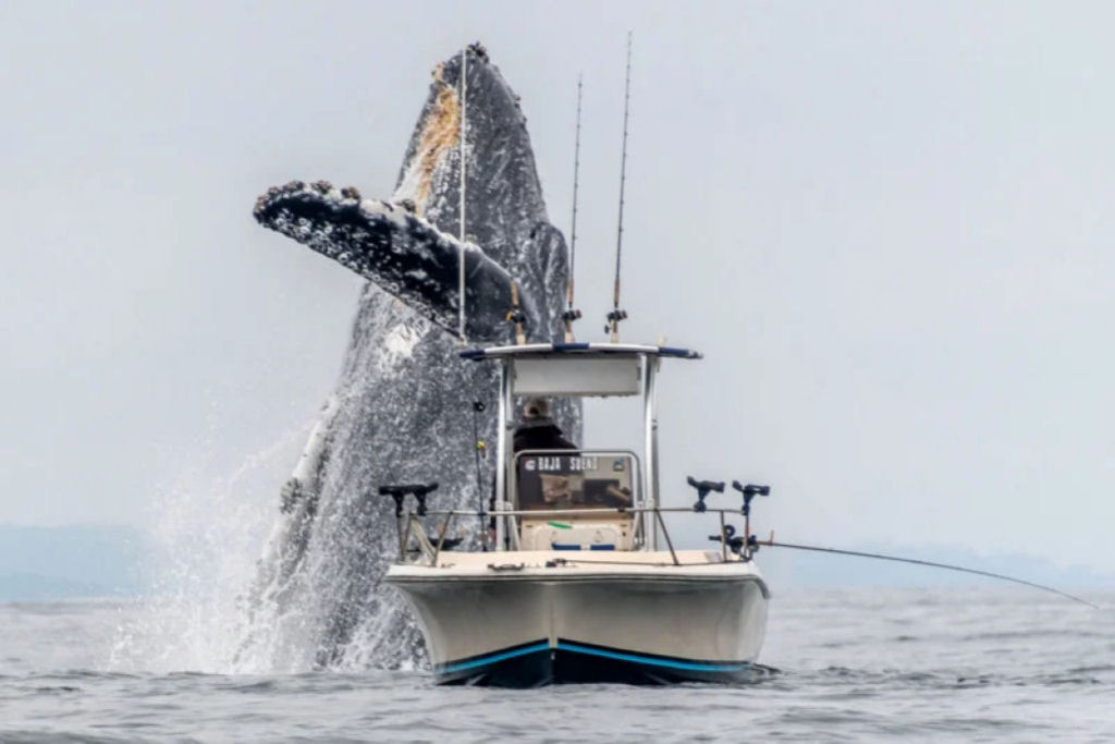 Fotógrafo captura baleia saltando perto de um barco de pesca