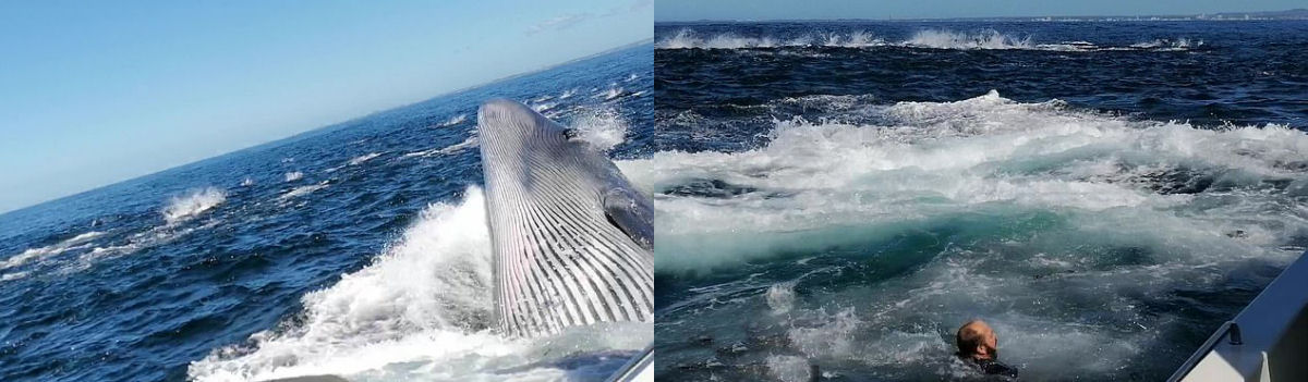 Homem cai no mar quando baleia se choca com sua lancha e quase termina na boca do cetáceo
