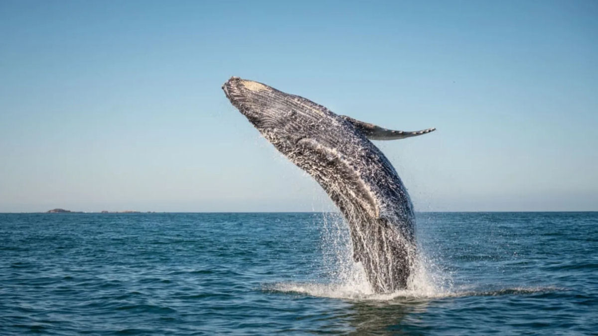 Vdeo raro captura baleia de 40 toneladas saltando alegremente para fora da gua