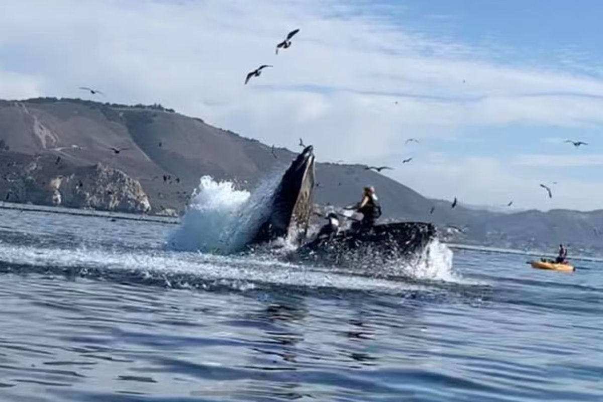 Vídeo inacreditável mostra baleia-jubarte 'engolindo' duas mulheres