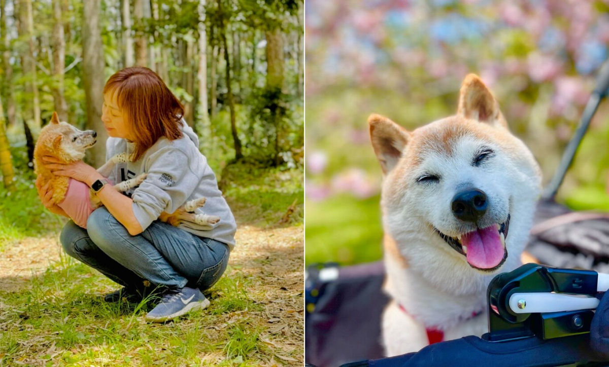 Morreu uma das figuras mais conhecidas da internet: a cadela shiba-inu da criptomoeda Dogecoin