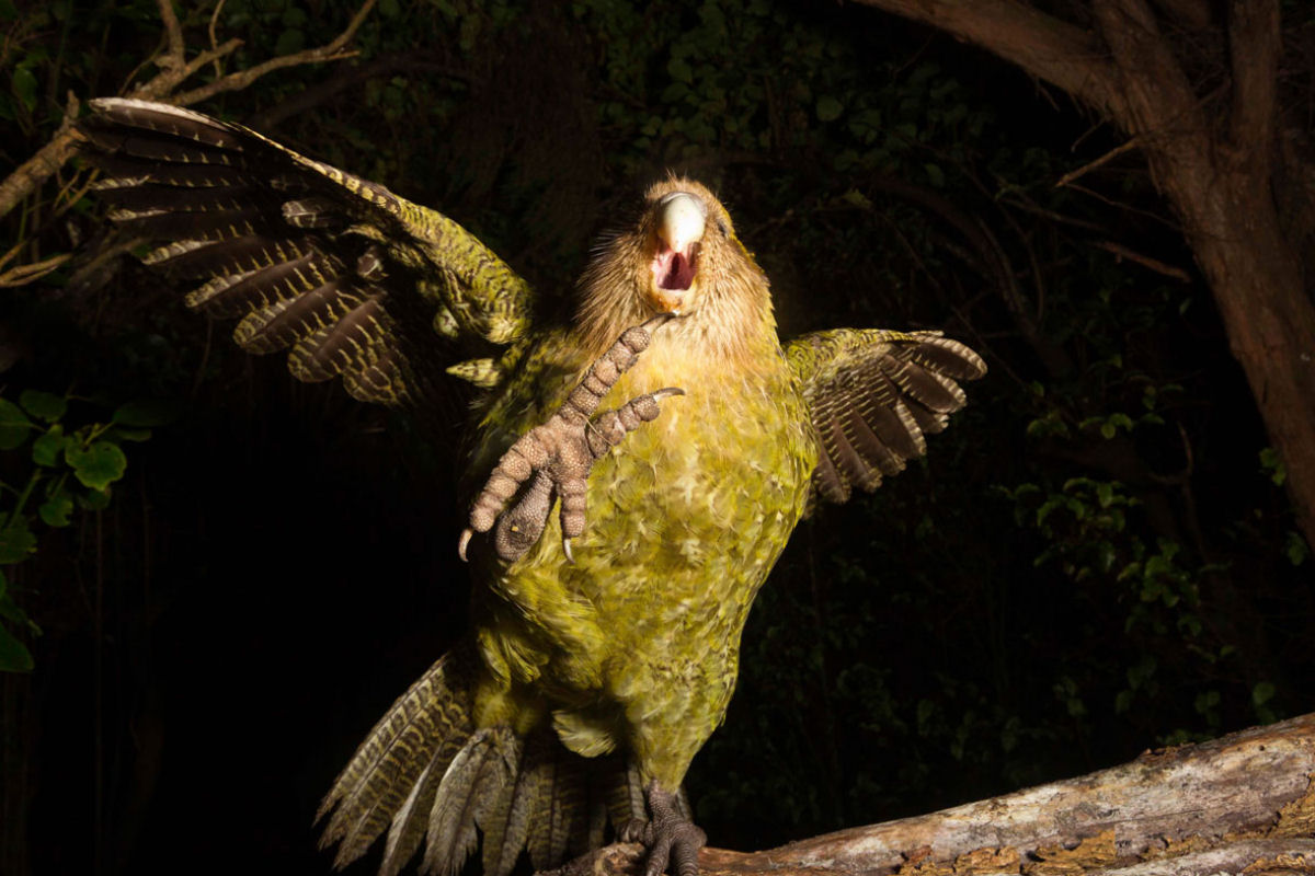 Por dentro da busca da Nova Zelndia para salvar seus papagaios rotundos e incapazes de voar