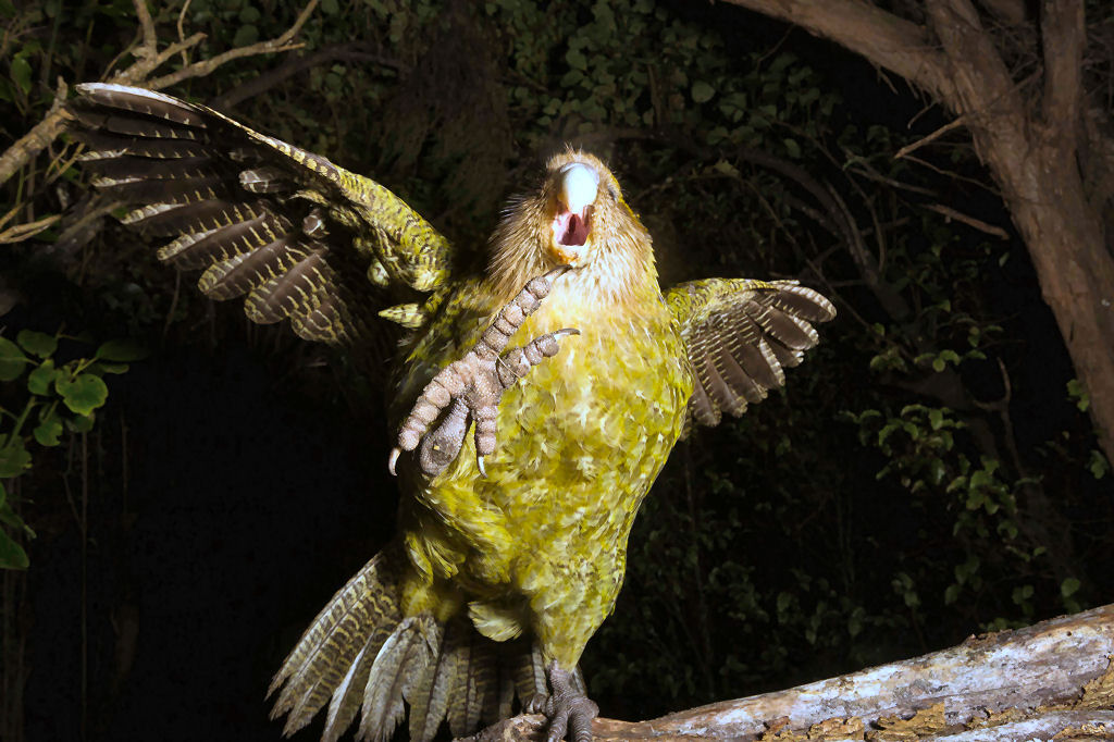 O dia em que um kakapo tentou acasalar com a cabeça de um fotógrafo