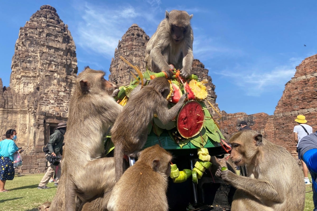 Cidade tailandesa quer se livrar da invaso de milhares de macacos superalimentados por turistas