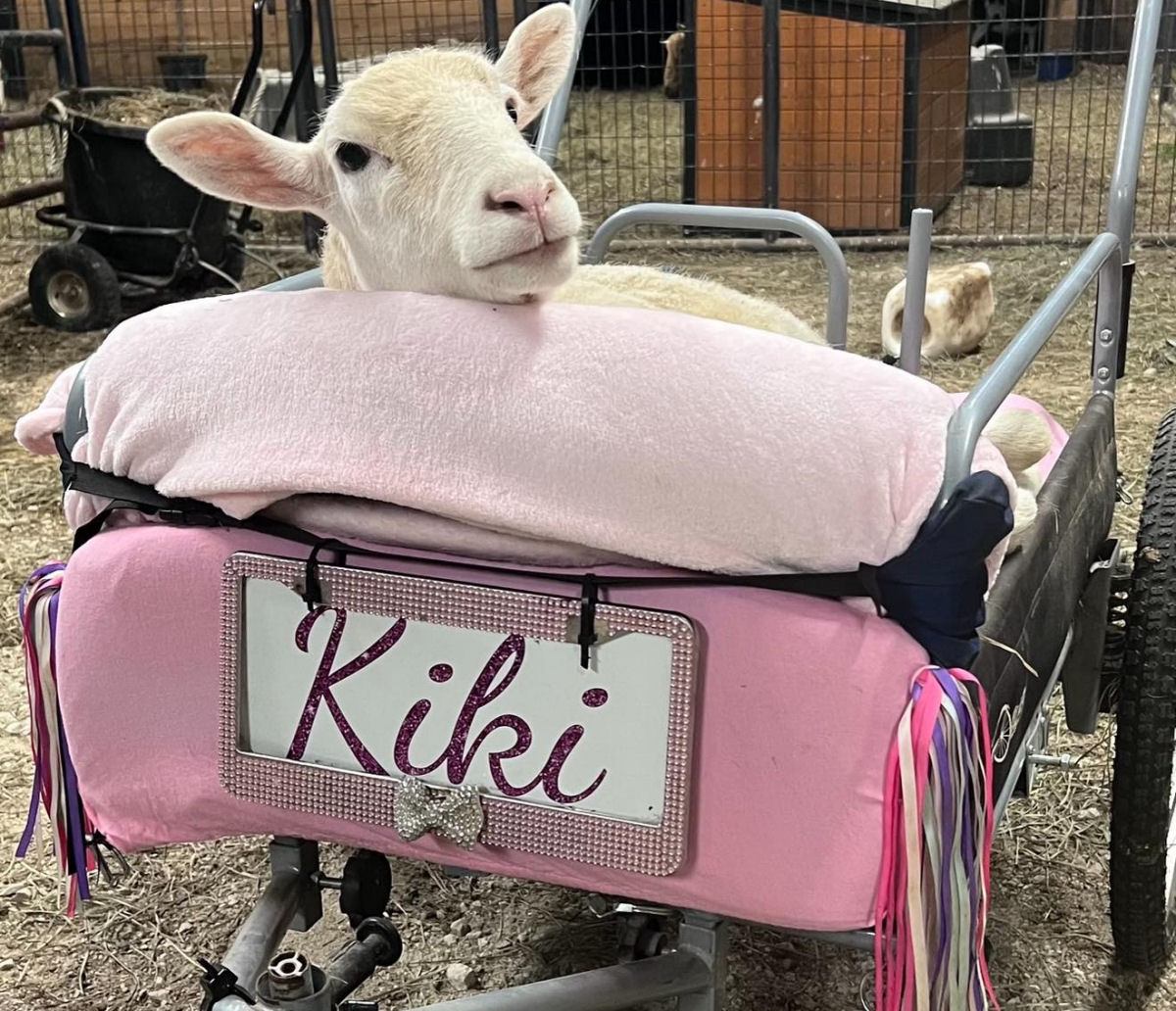 A ovelha Kiki dirige sua cadeira de rodas motorizada com um joystick