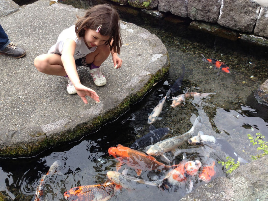 A cidade japonesa onde belos peixes Koi nadam em canais de drenagem