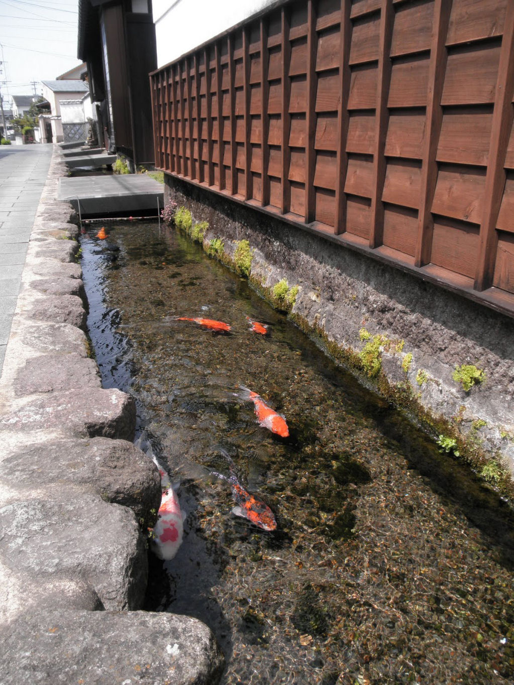 A cidade japonesa onde belos peixes Koi nadam em canais de drenagem