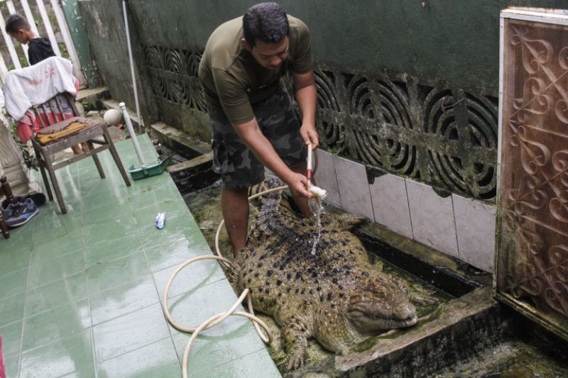 Famlia da Indonsia divide sua casa com um enorme crocodilo h mais de 20 anos