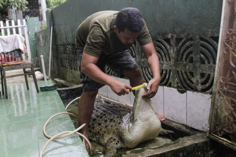 Famlia da Indonsia divide sua casa com um enorme crocodilo h mais de 20 anos