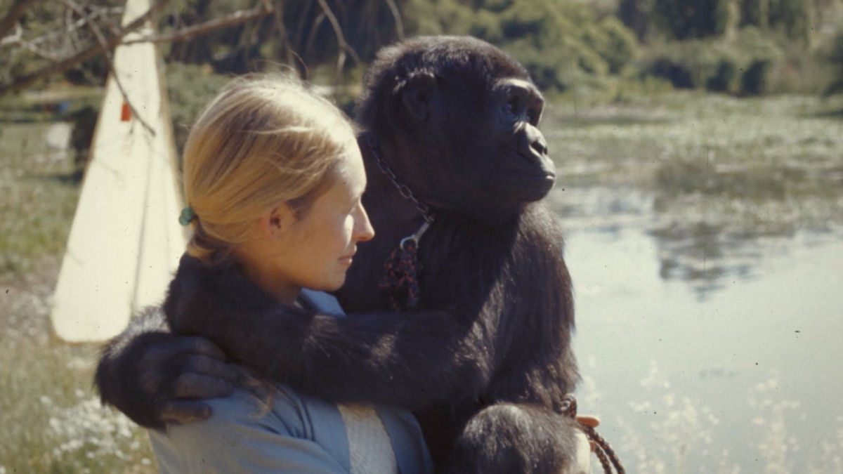 Morreu Koko, a gorila mais famosa do mundo por sua capacidade para falar com humanos