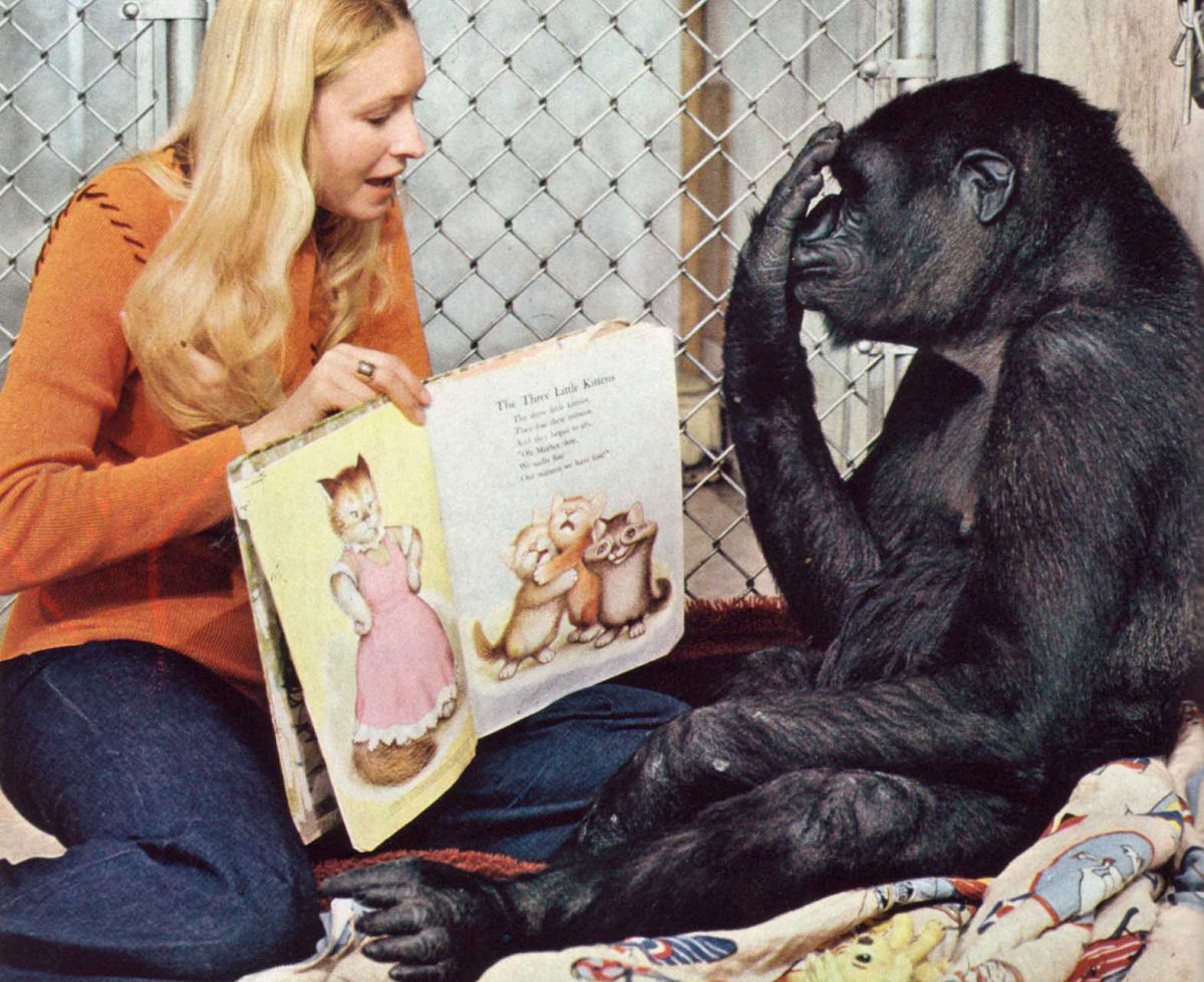 Morreu Koko, a gorila mais famosa do mundo por sua capacidade para falar com humanos