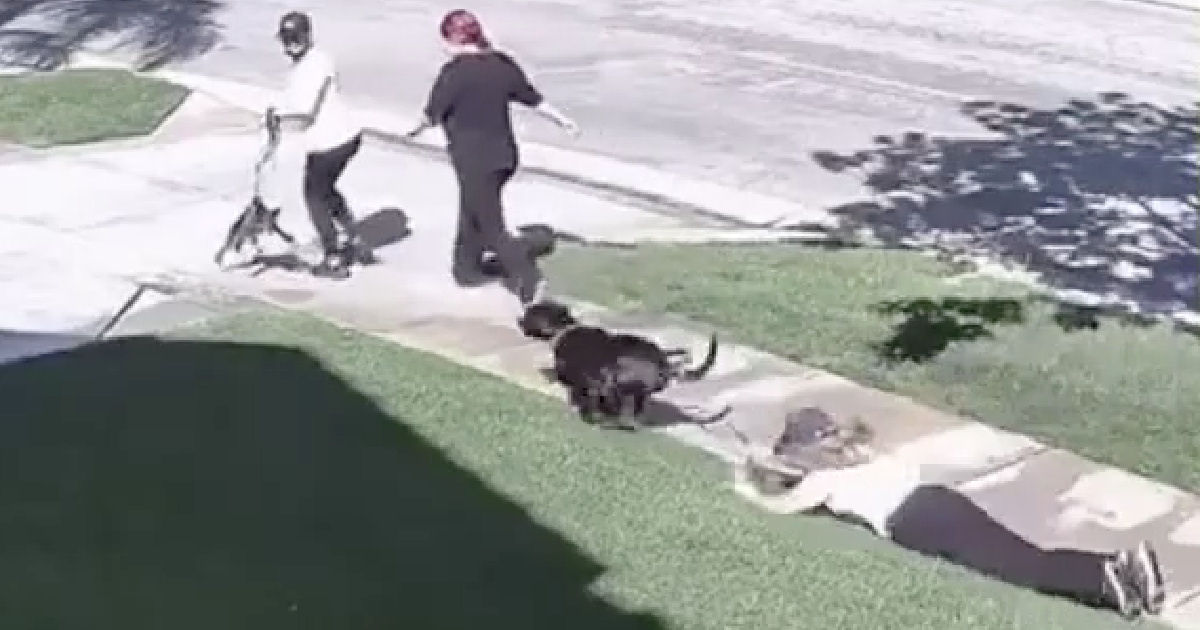 Caminhada de 3 mulheres se torna um caos devido a 'briga' de 2 cães