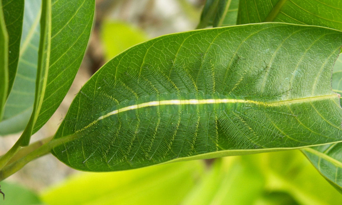 A lagarta-baro-comum praticamente desaparece na folha de manga