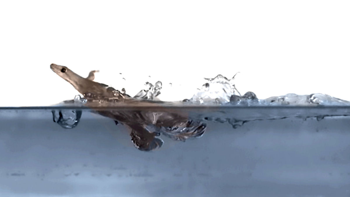 Os gecos são capazes de correr sobre a água, e agora sabemos como