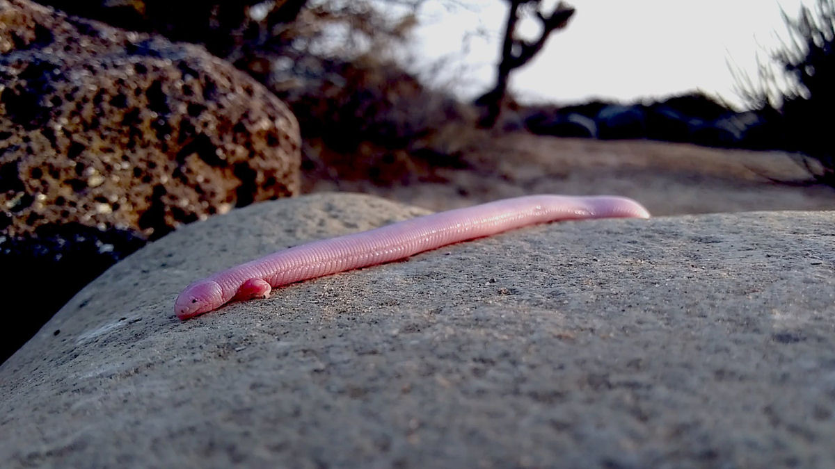 O indescritvel lagarto ajolote parece mais uma minhoca rosa com duas patinhas