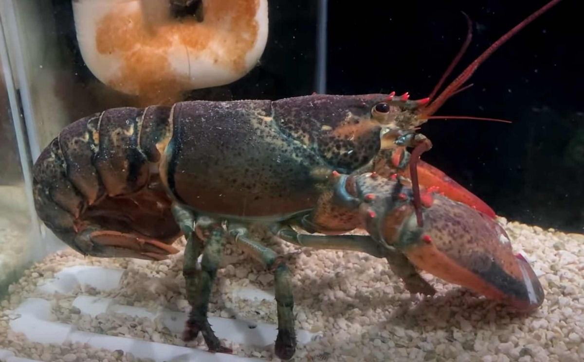 Leon, a lagosta: da seção de frutos do mar ao animal de estimação premiado