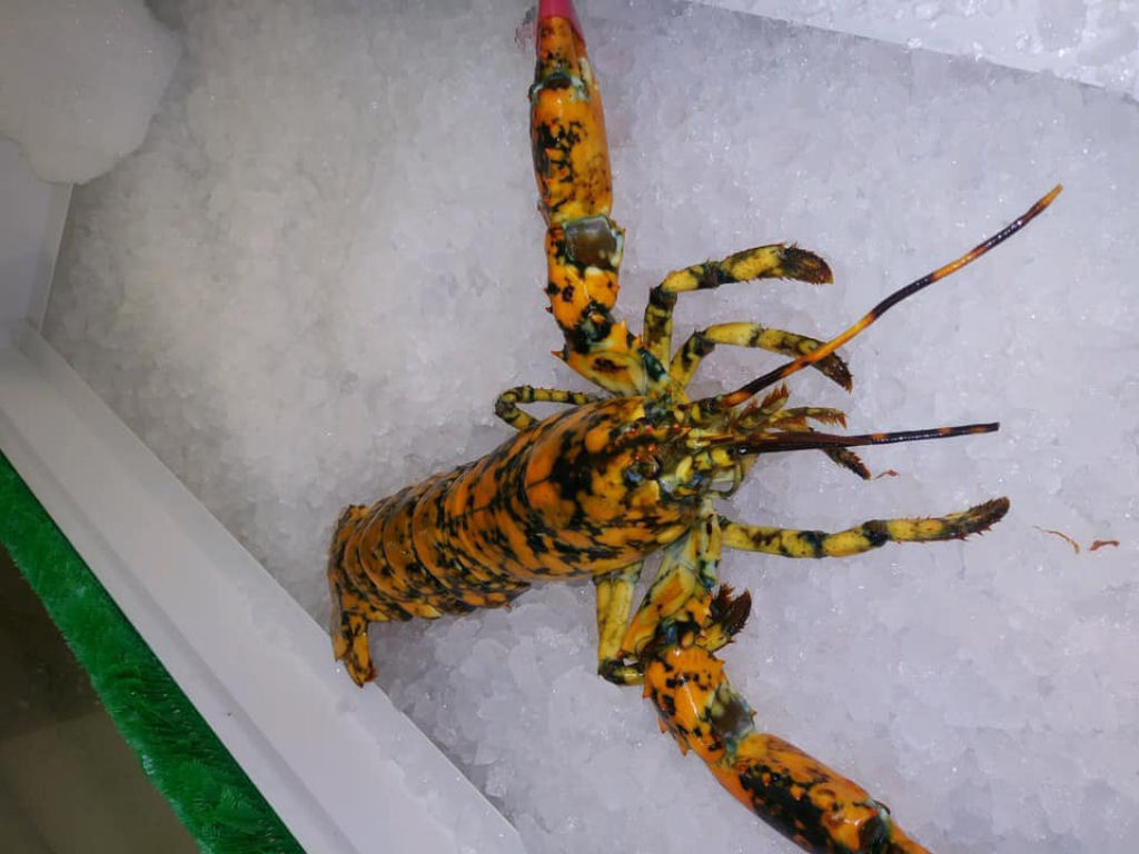 Encontram uma rara lagosta bicolor nos Estados Unidos