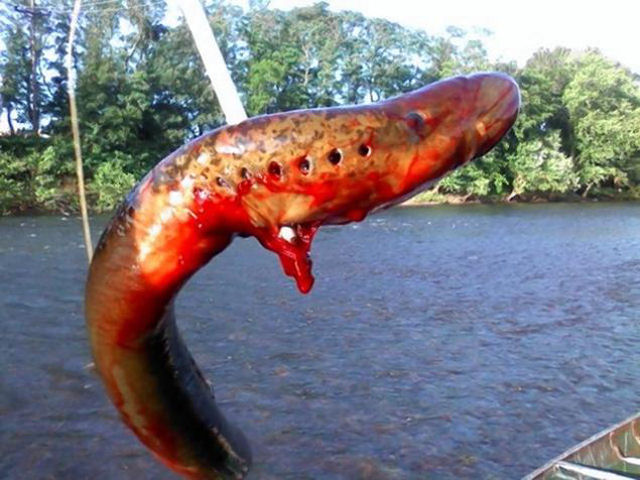 Homem pesca esta perturbadora criatura em um rio de Nova Jersey