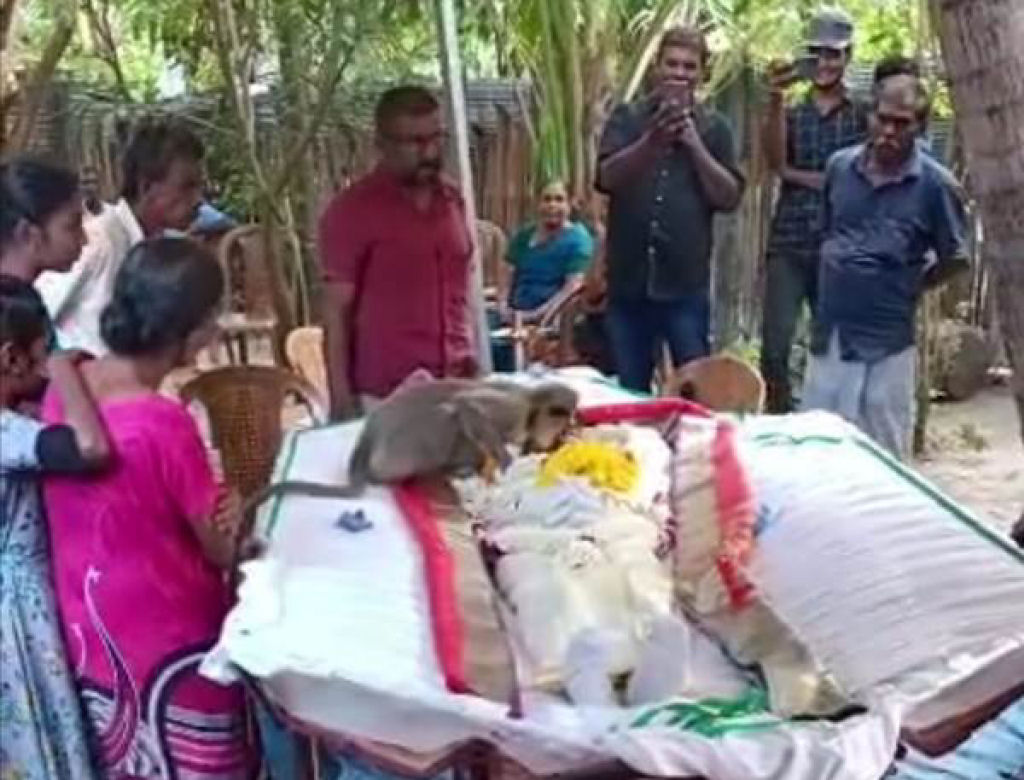 Macaca aparece em funeral para lamentar o homem que mostrou sua bondade