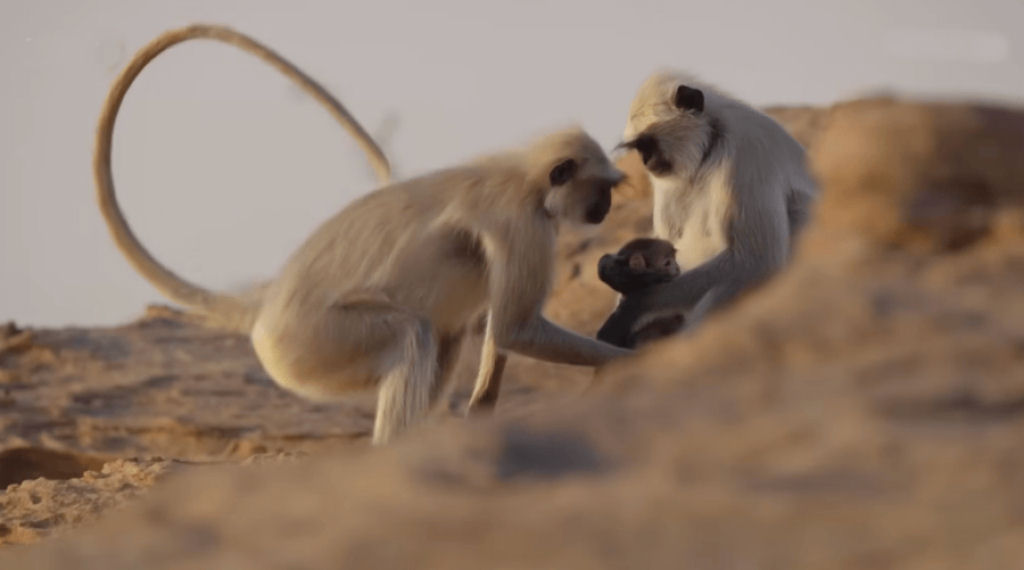 De babá a mãe: creche comunitária ajuda jovem langur a se preparar para a maternidade